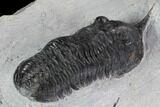 Bargain, Morocconites Trilobite Fossil - Morocco #100370-4